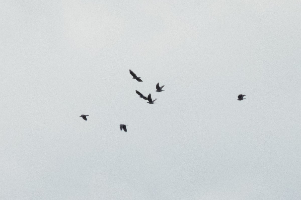 Eurasian Jackdaw - ML642230772