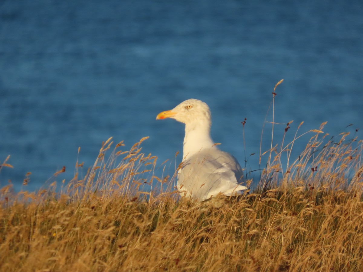 Glaucous Gull - ML642230812