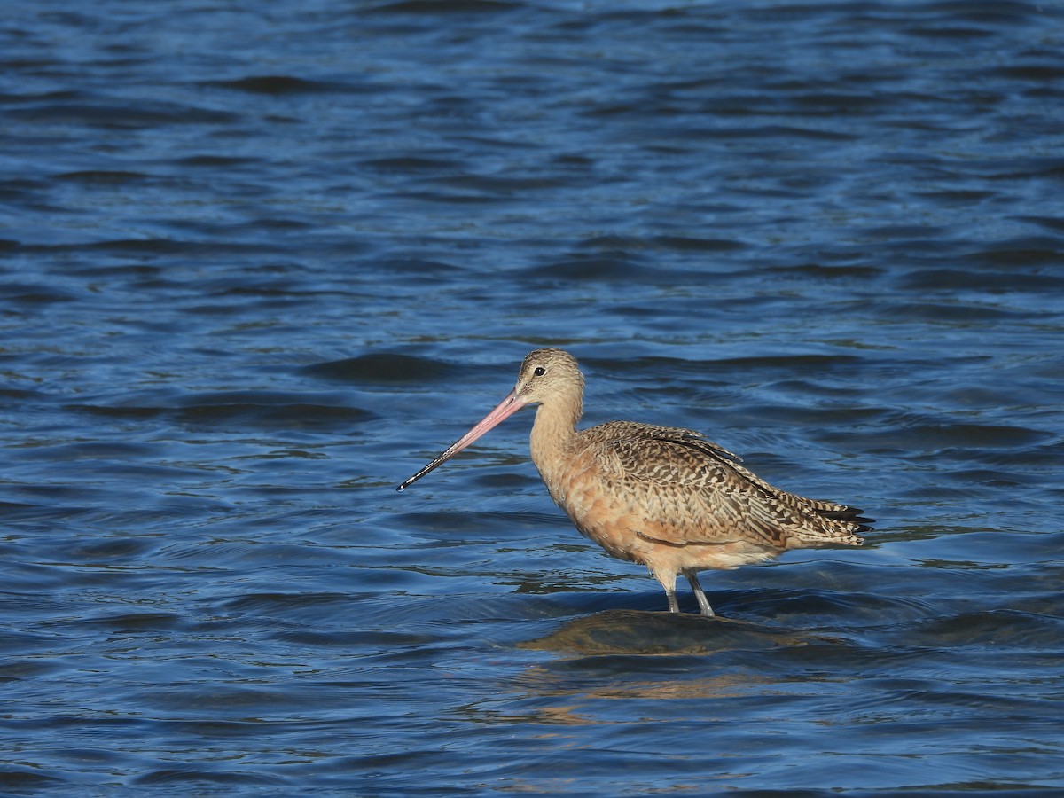 Marbled Godwit - ML642230822