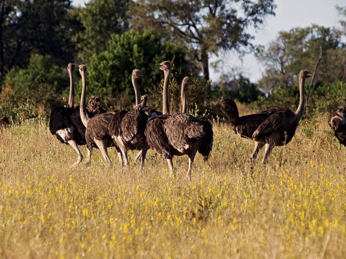 Common Ostrich - ML642230826