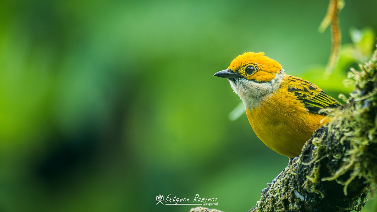 Silver-throated Tanager - ML642230829