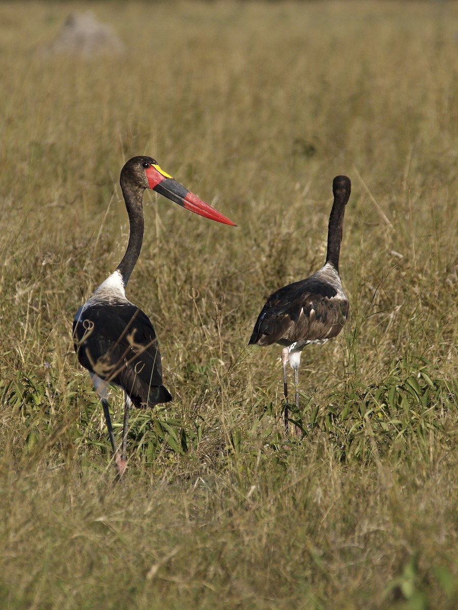 Saddle-billed Stork - ML642230830