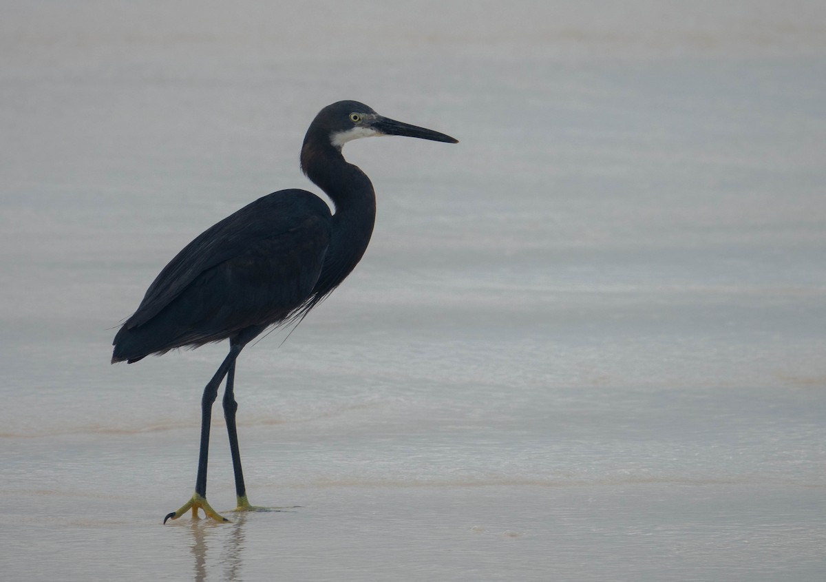 Little Egret (Dimorphic) - ML642230831