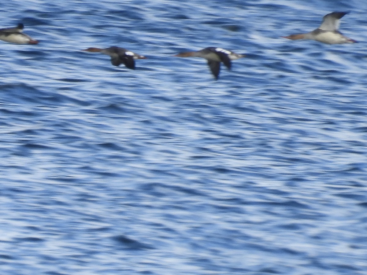 Red-breasted Merganser - ML642230833