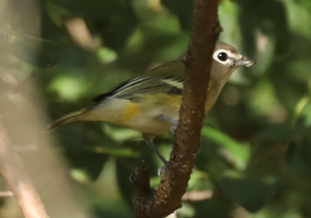Blue-headed Vireo - ML642230837