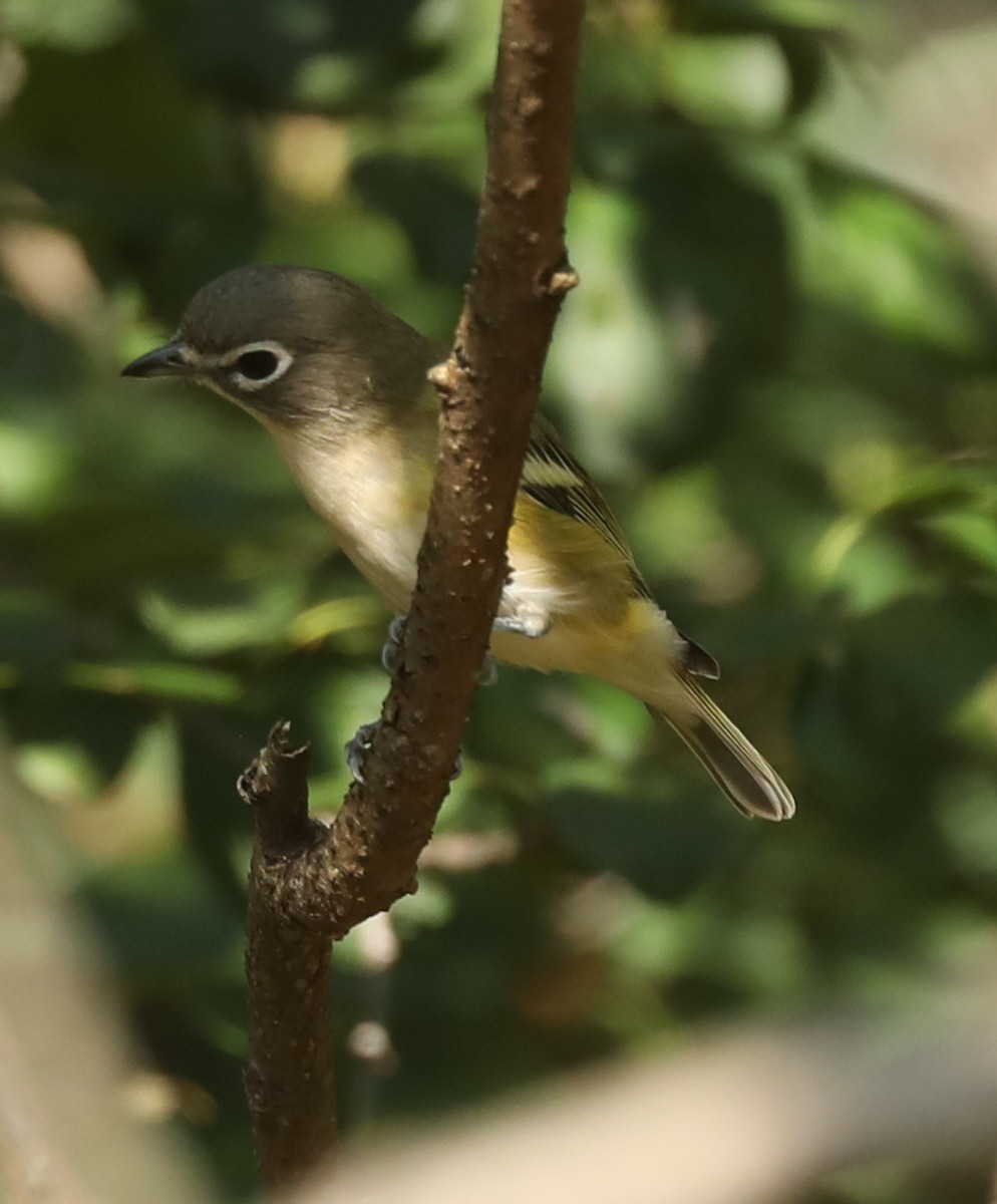 Blue-headed Vireo - ML642230839