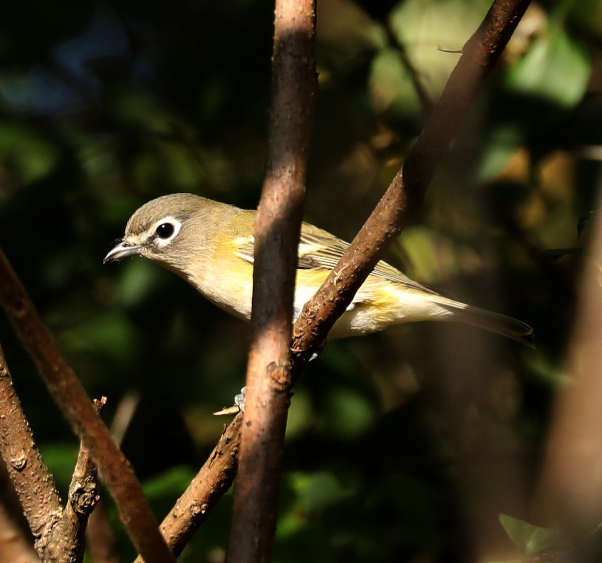 Blue-headed Vireo - ML642230840