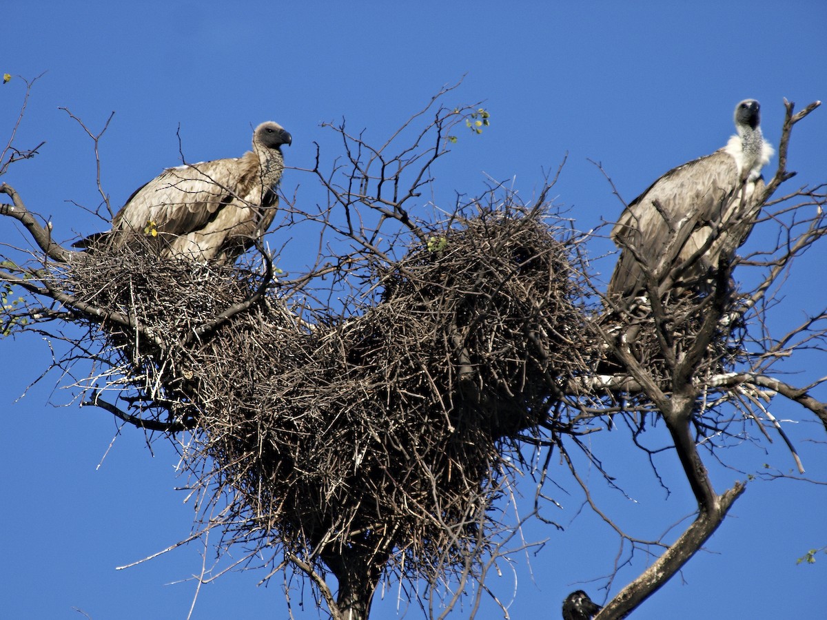 White-backed Vulture - ML642230842