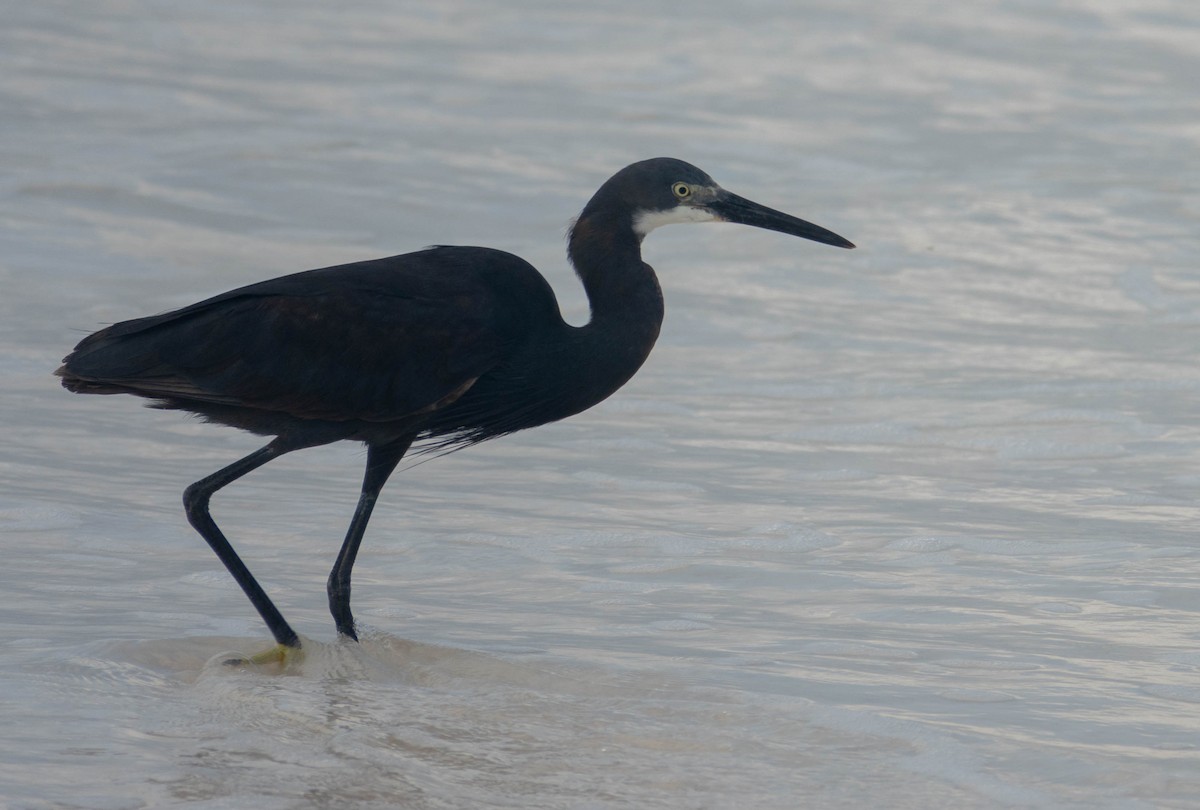 Little Egret (Dimorphic) - ML642230844