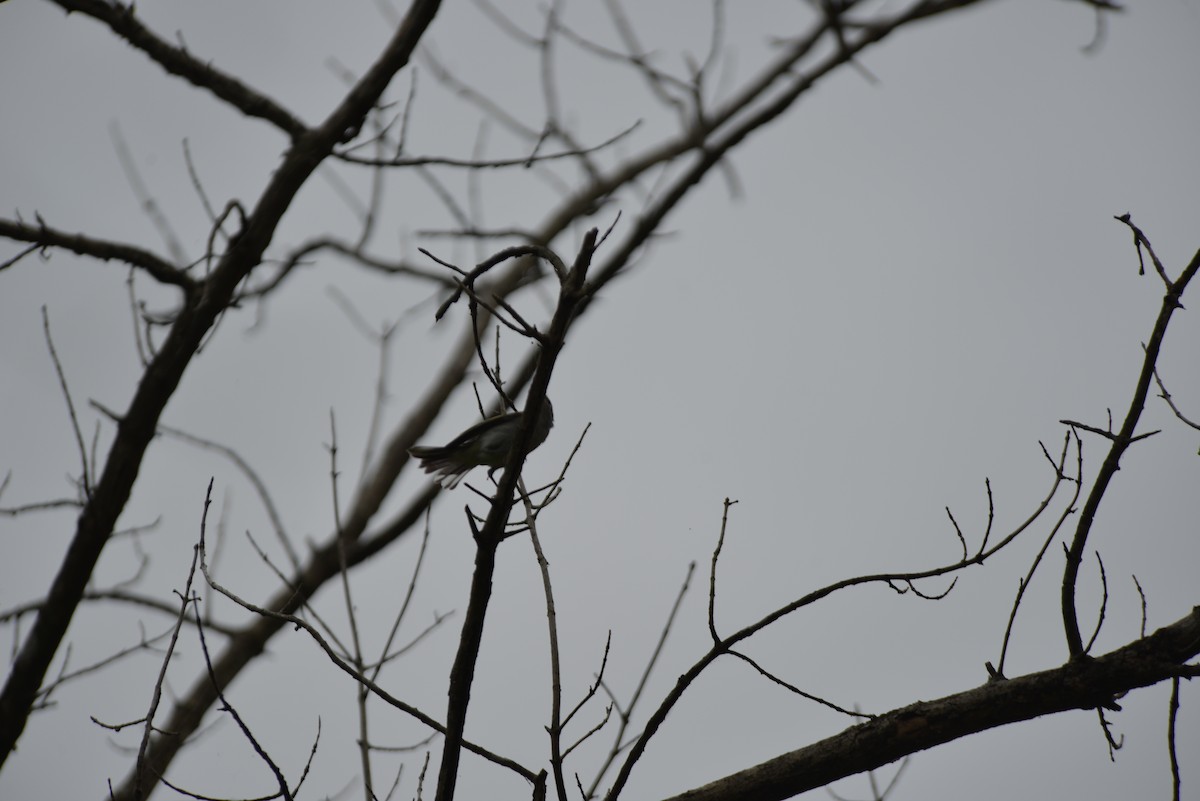 Chestnut-sided Warbler - ML642230845