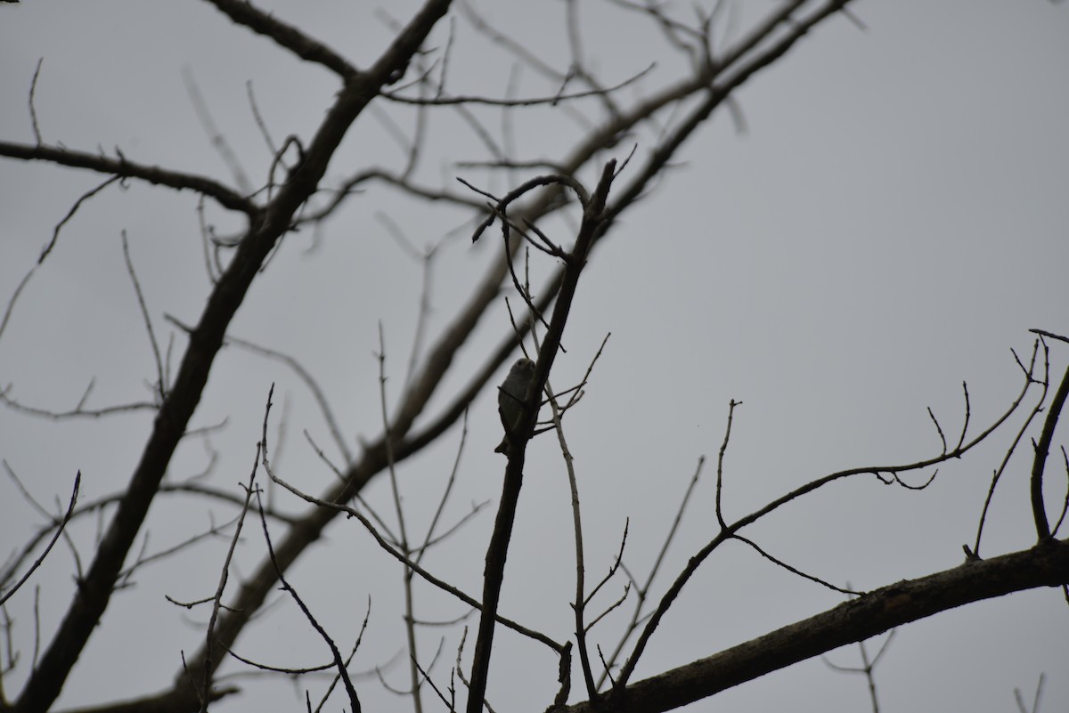 Chestnut-sided Warbler - ML642230846