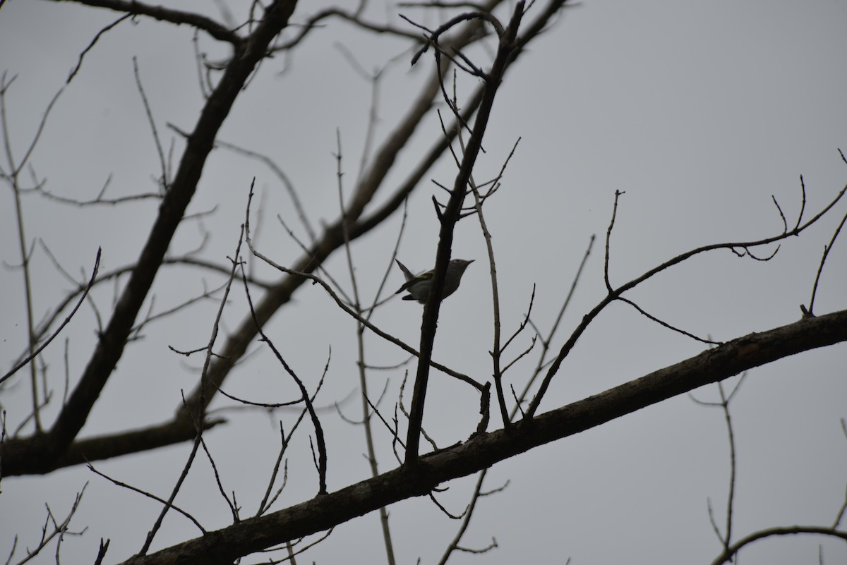 Chestnut-sided Warbler - ML642230847