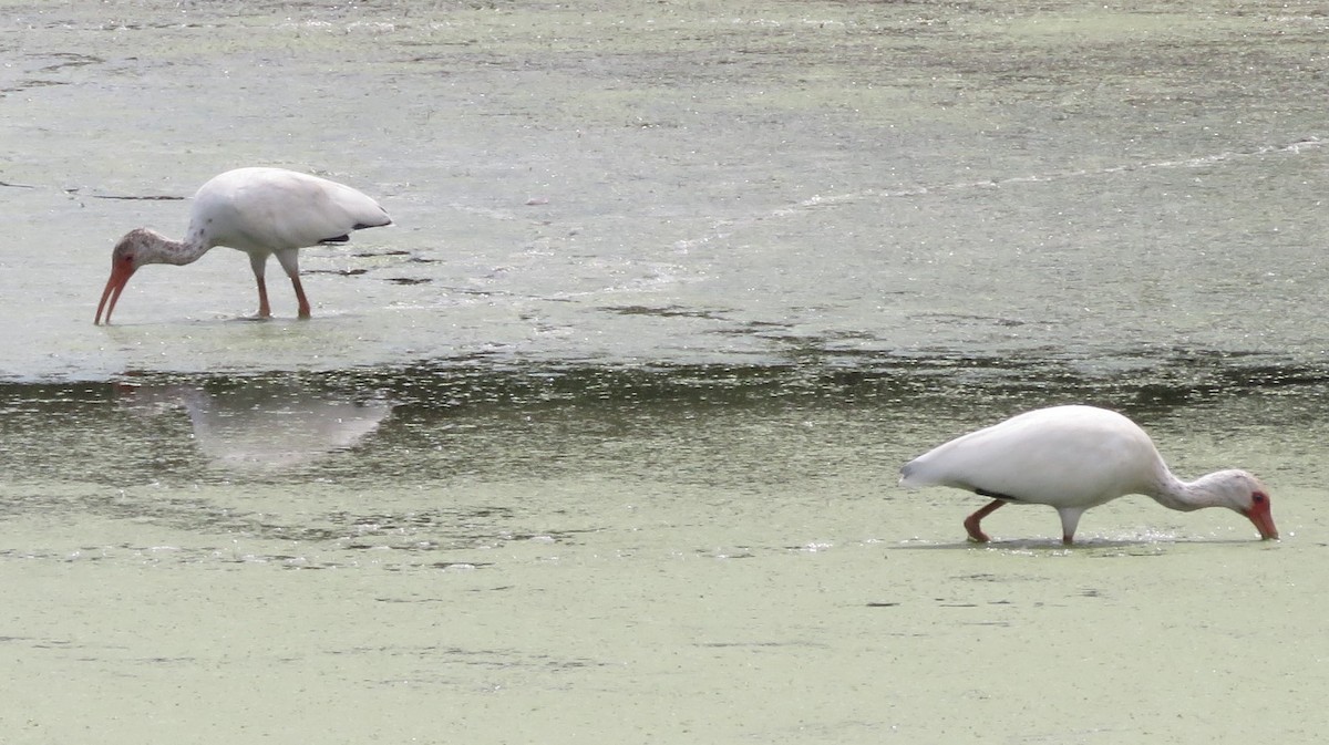 White Ibis - ML642230848