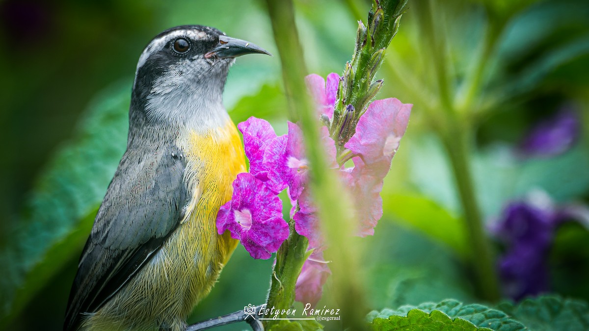 Bananaquit - ML642230849