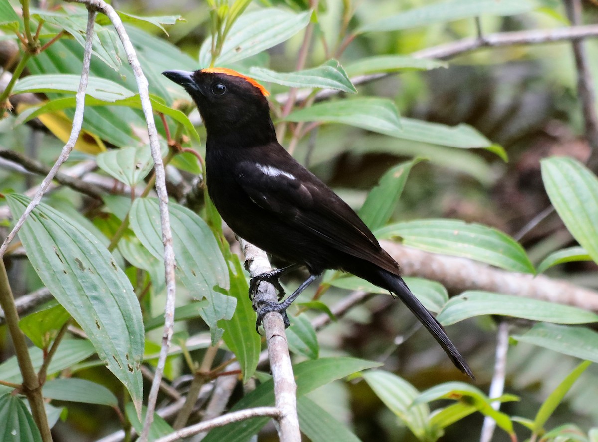 Flame-crested Tanager (Flame-crested) - ML642230850