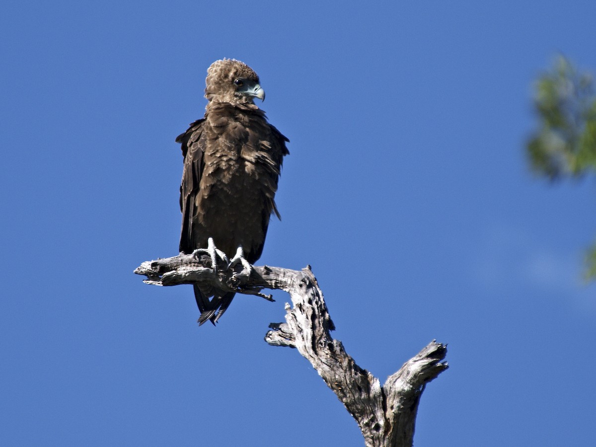 Bateleur - ML642230851