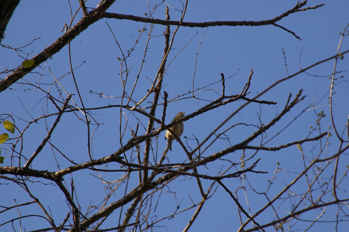 Rufous-browed Peppershrike - ML642230859