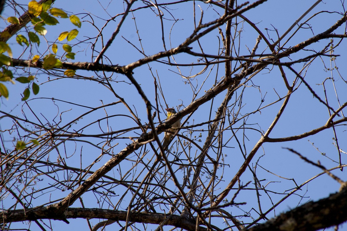 Rufous-browed Peppershrike - ML642230864
