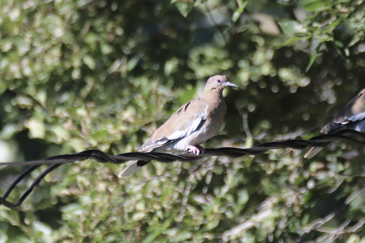 White-winged Dove - ML642230865