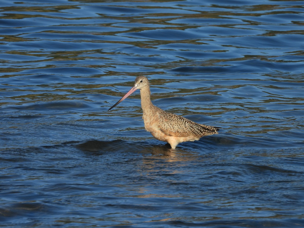 Marbled Godwit - ML642230866