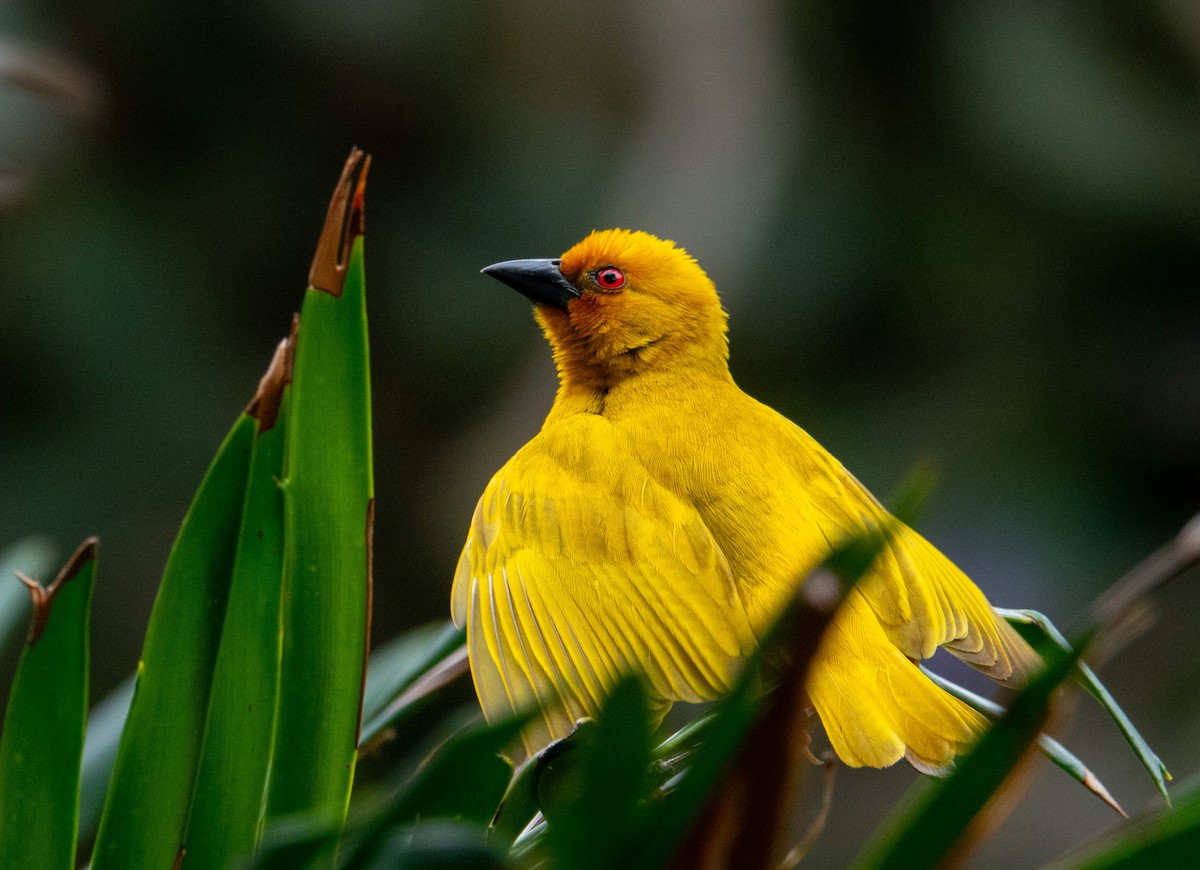 African Golden-Weaver - ML642230867