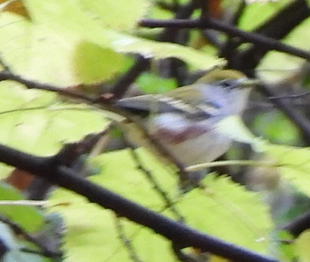 Chestnut-sided Warbler - ML642230868