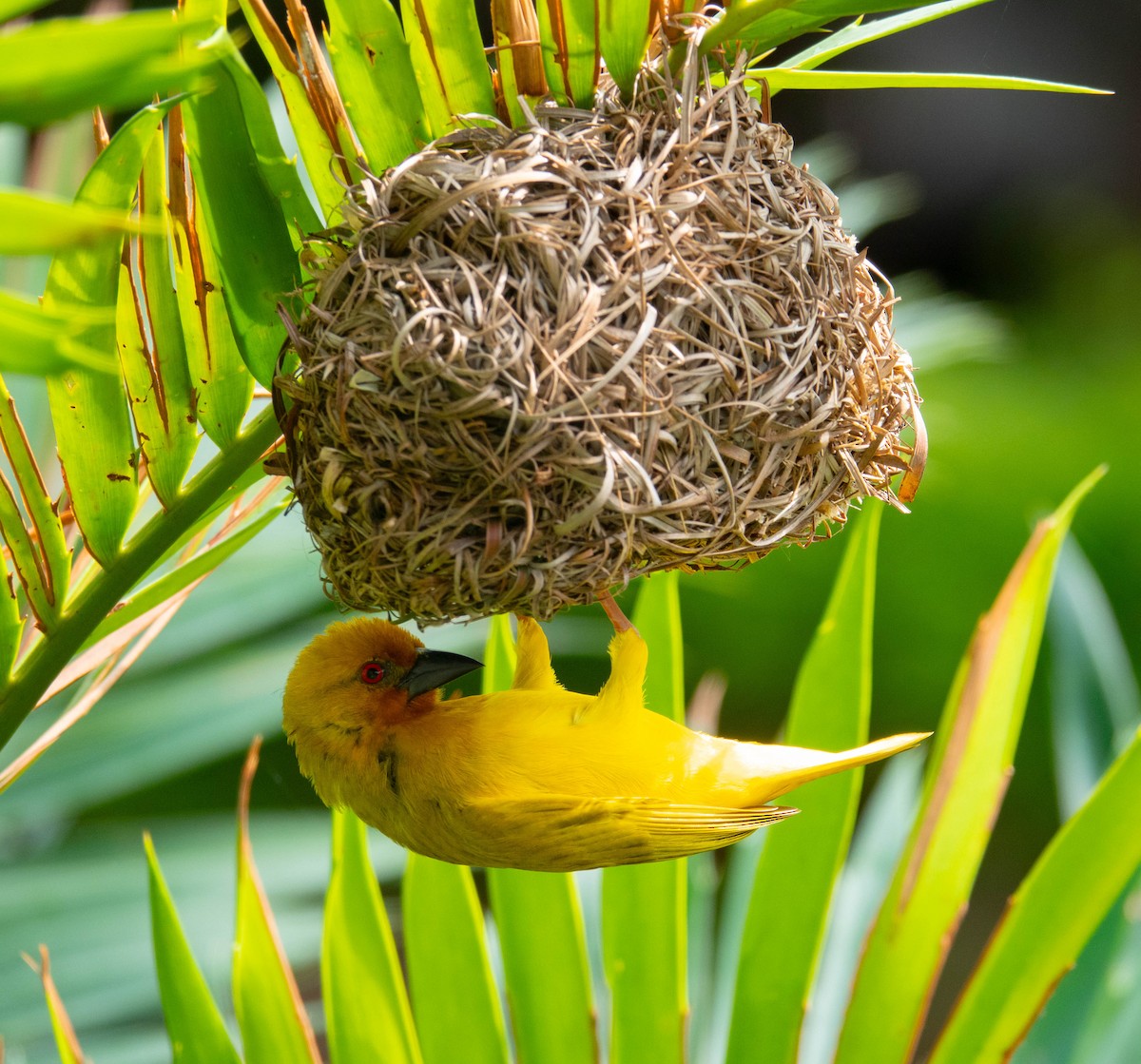 African Golden-Weaver - ML642230871