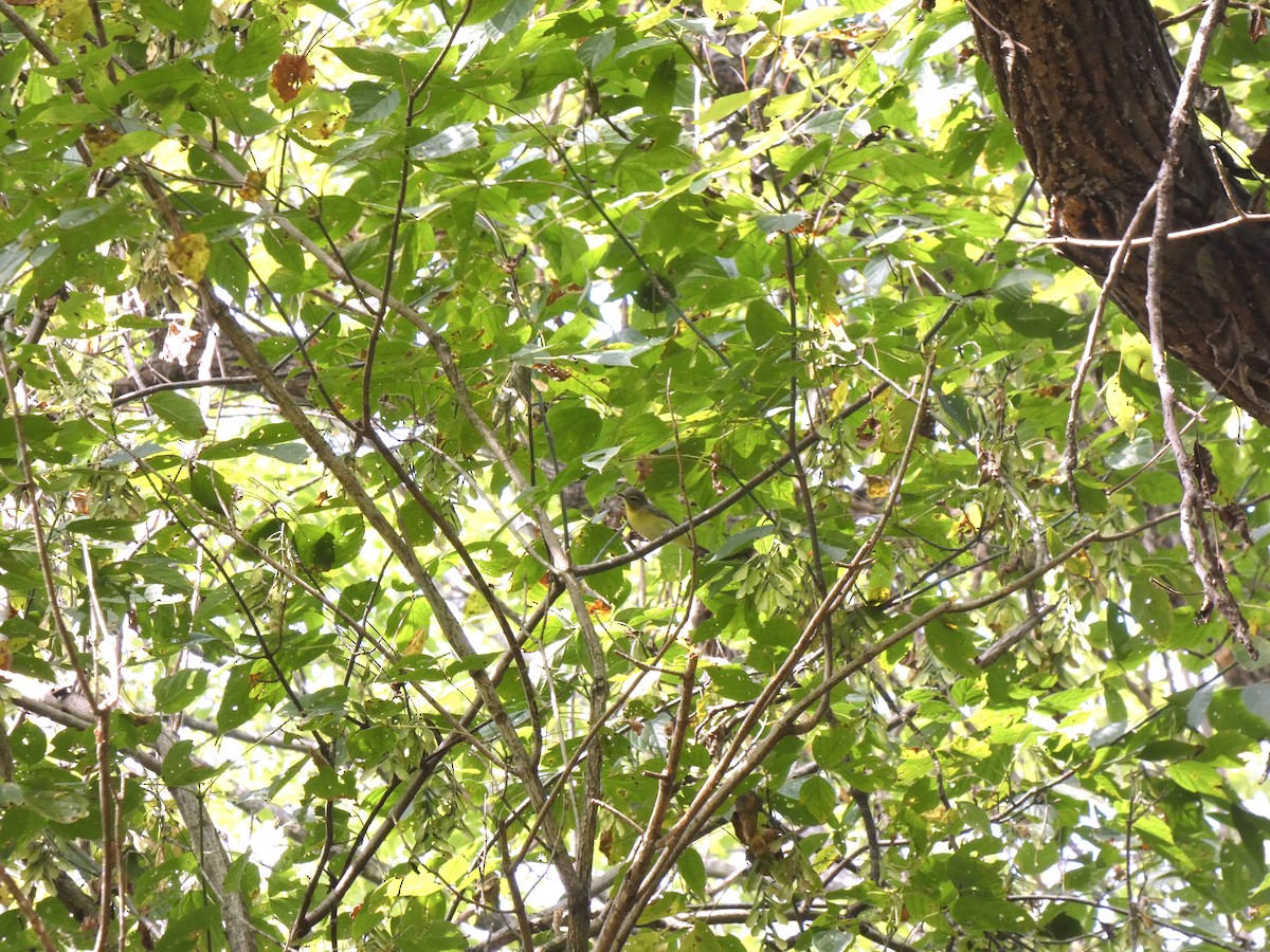 Philadelphia Vireo - ML642230872