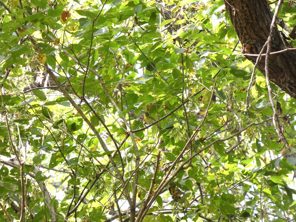 Philadelphia Vireo - ML642230873