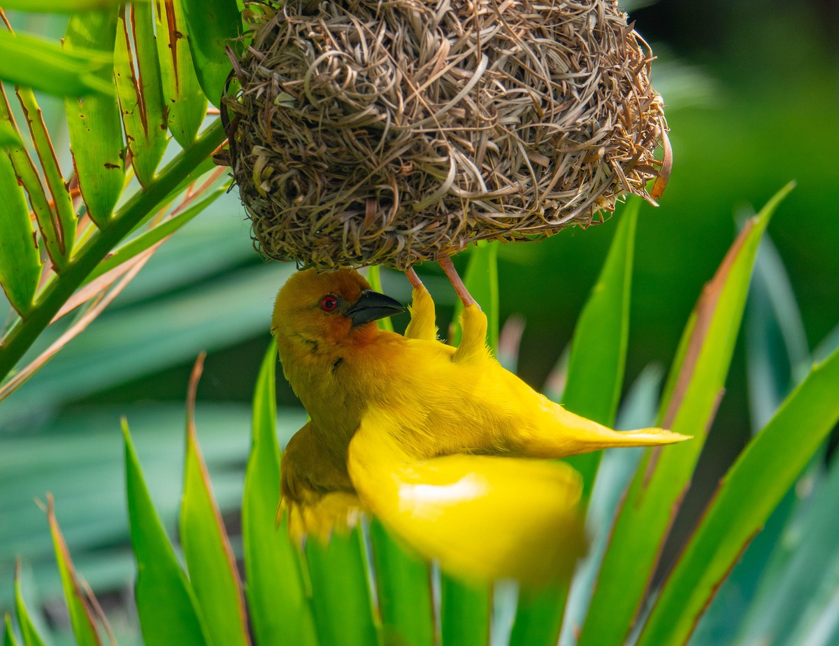 African Golden-Weaver - ML642230874
