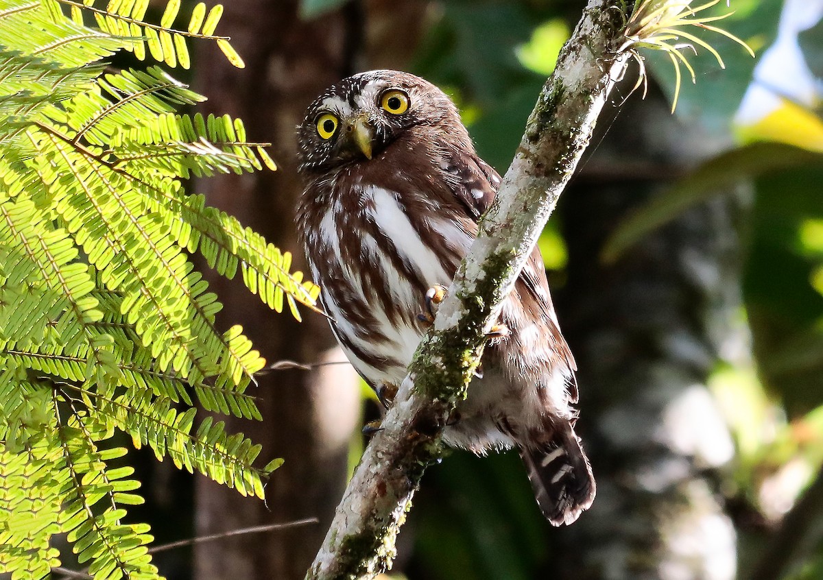 Ferruginous Pygmy-Owl - ML642230876