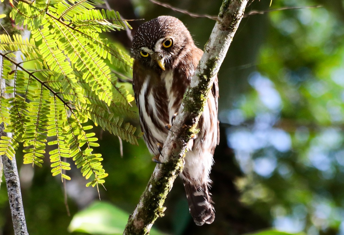 Ferruginous Pygmy-Owl - ML642230877