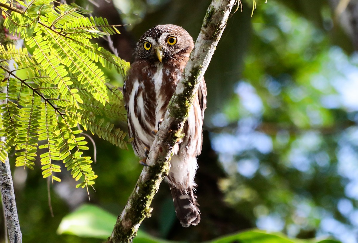 Ferruginous Pygmy-Owl - ML642230878