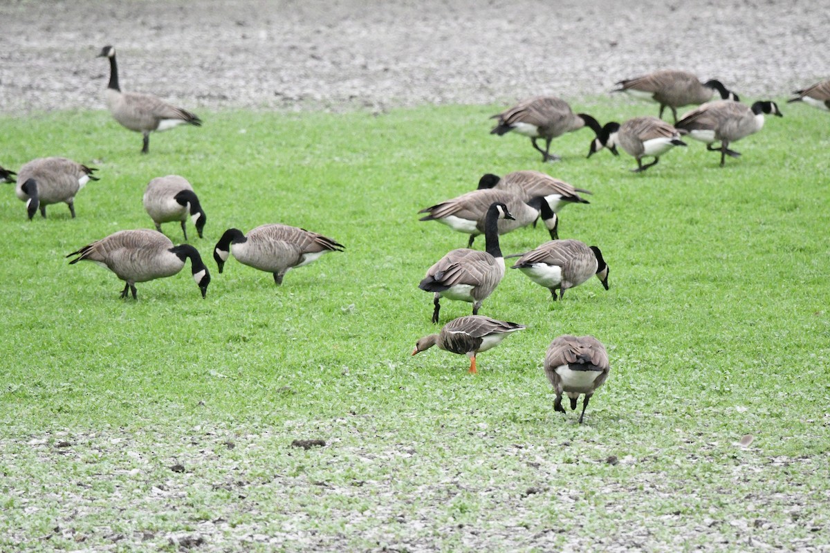 Greater White-fronted Goose - ML642230917