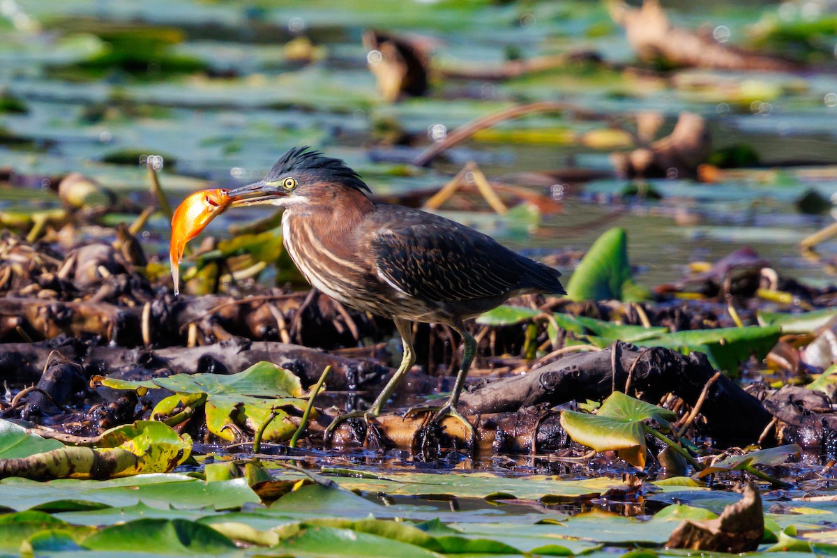 Green Heron - ML642230919