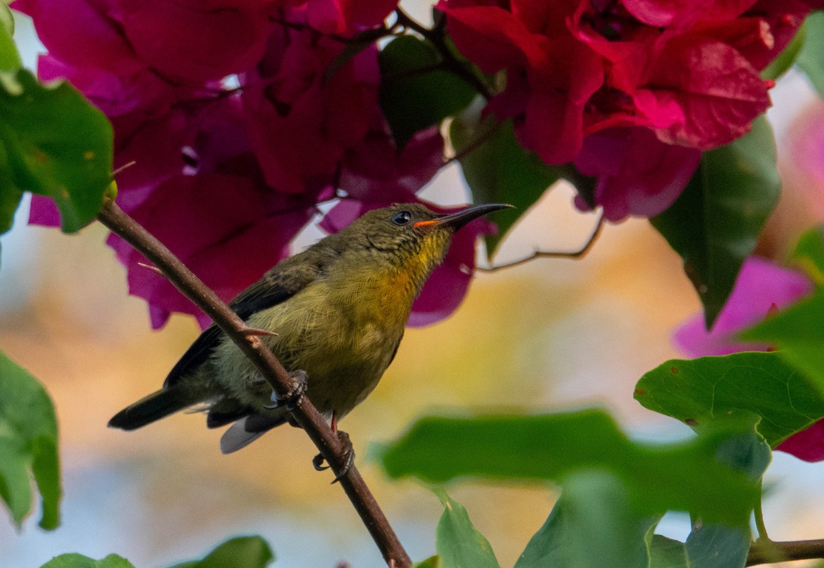 Olive Sunbird - ML642230943