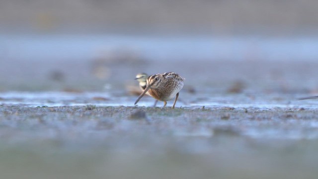 Common Snipe - ML642230945