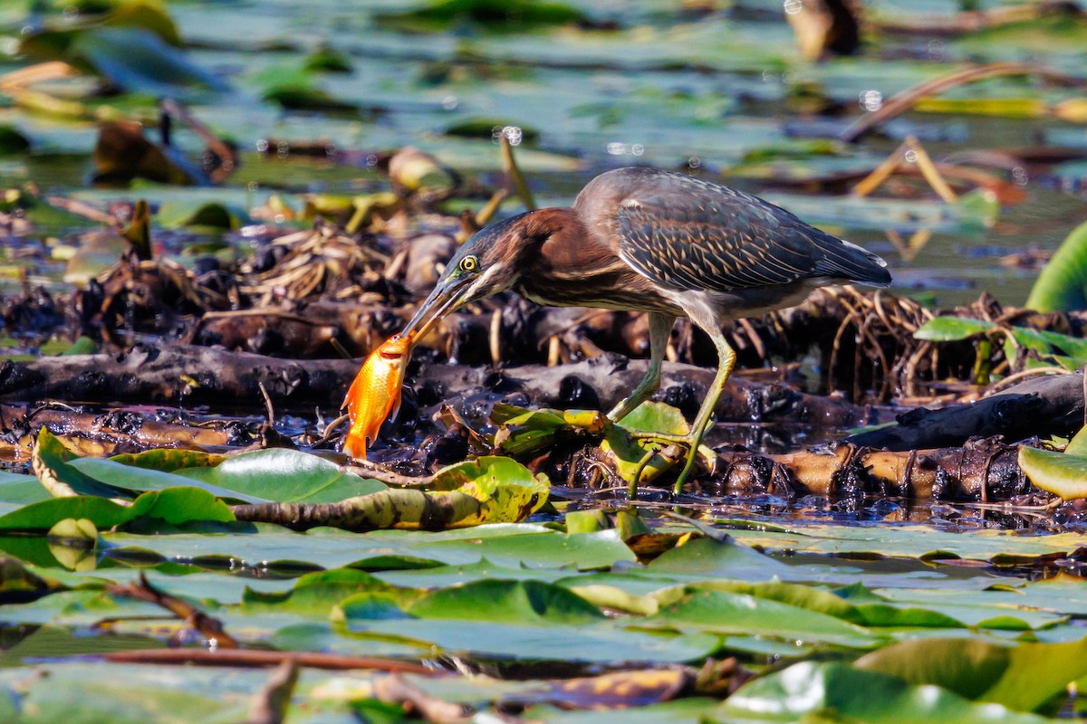 Green Heron - ML642230946