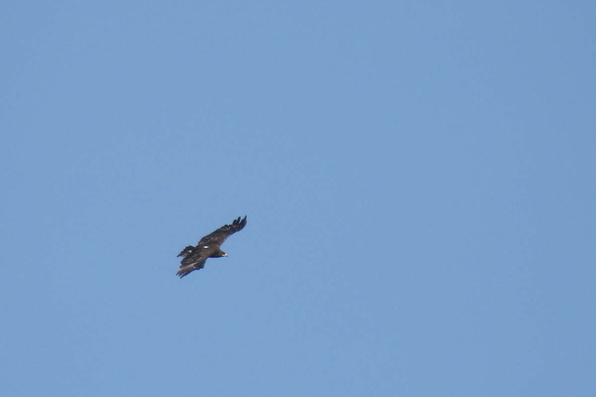 Greater Spotted Eagle - ML642230971