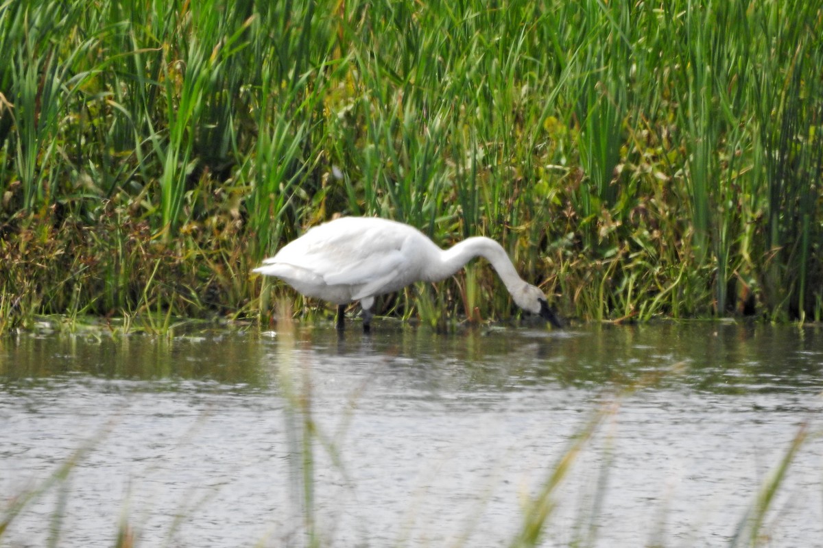 Tundra Swan - ML642230977