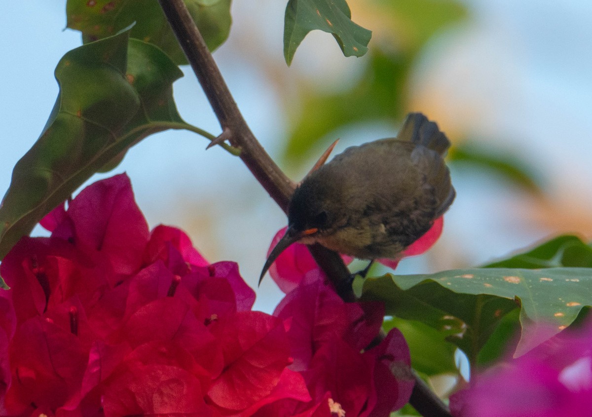Olive Sunbird - ML642230978