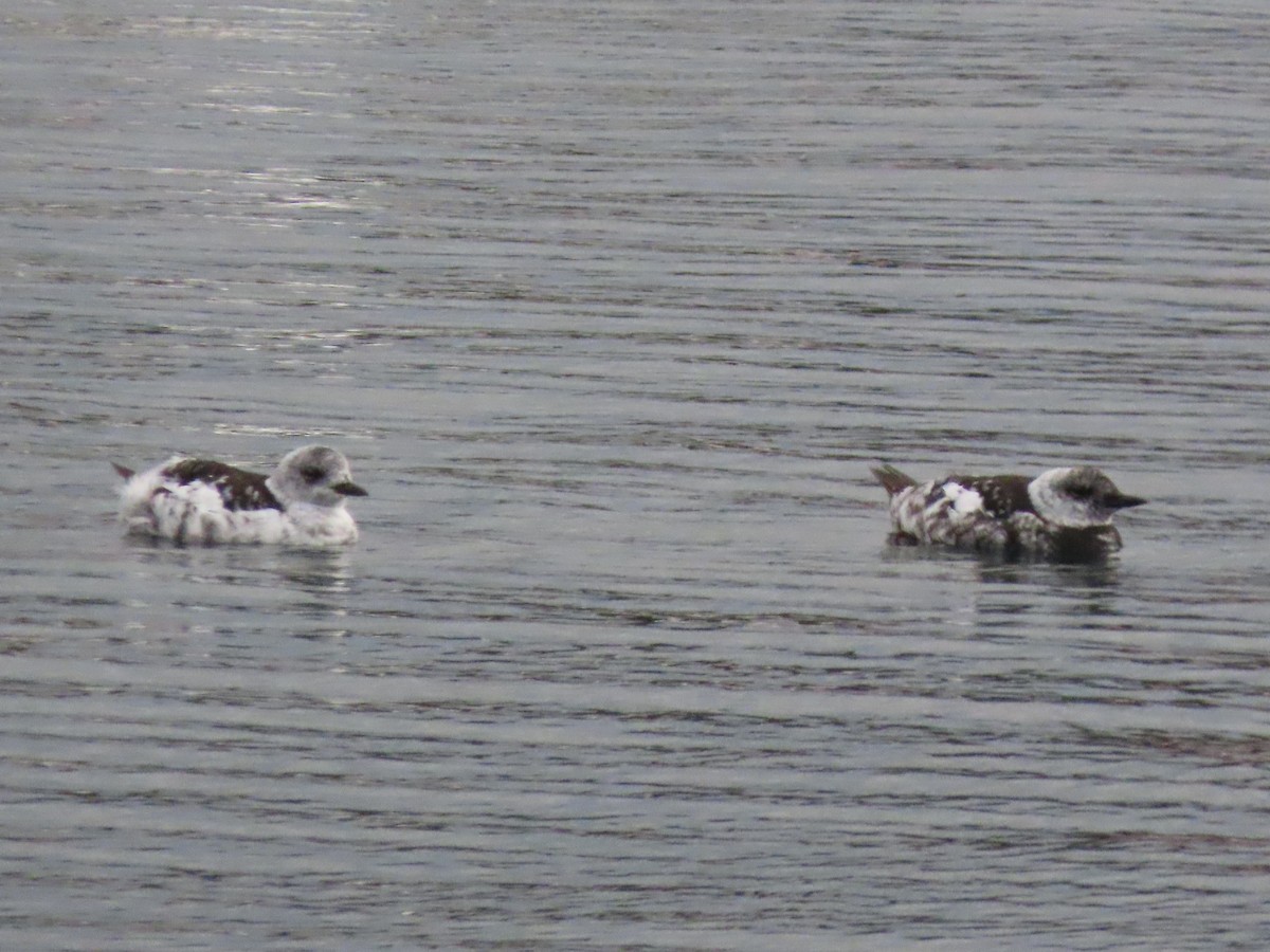 Black Guillemot - ML642230980