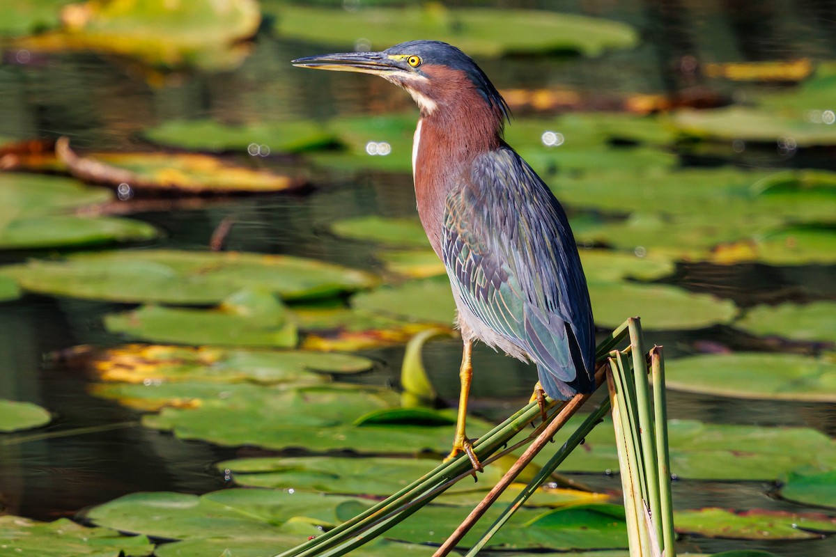 Green Heron - ML642230981