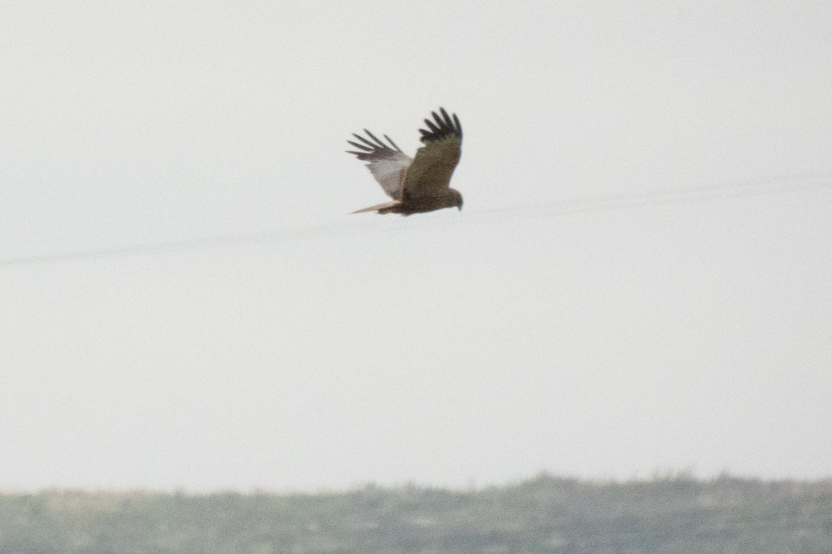 Western Marsh Harrier - ML642230983