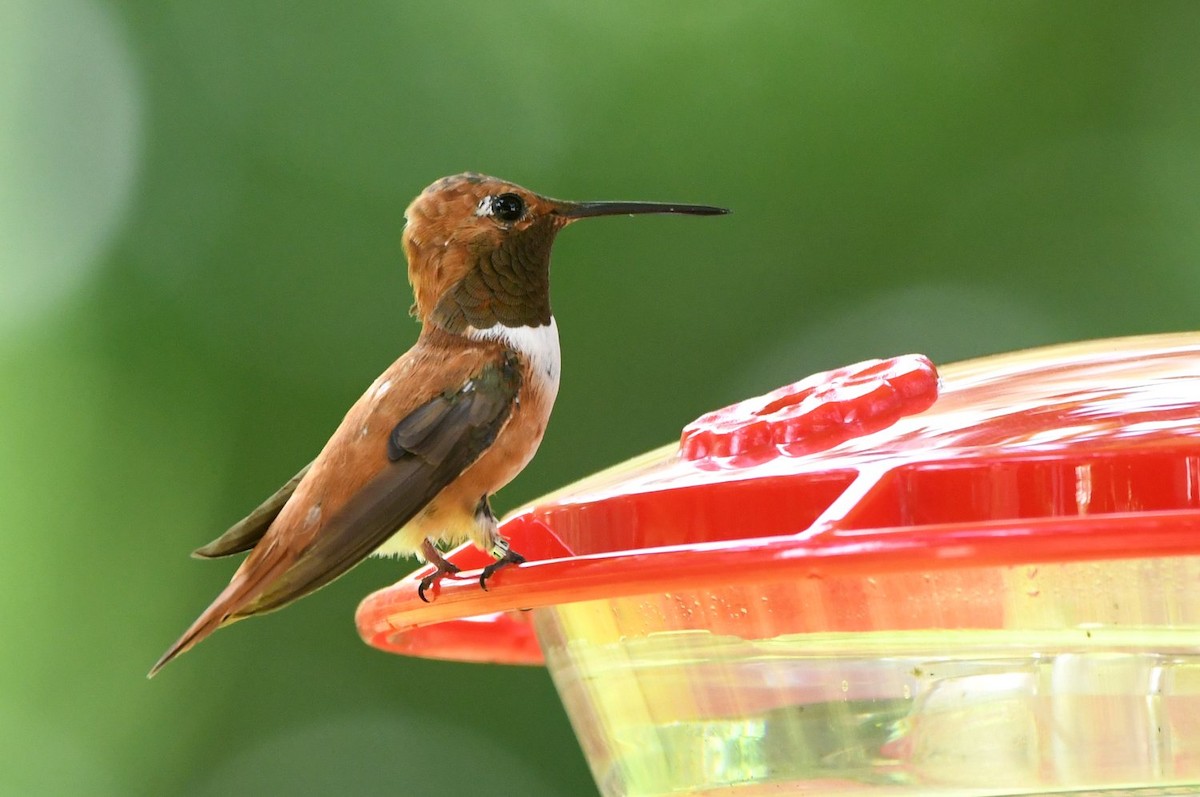 Rufous Hummingbird - ML642230985