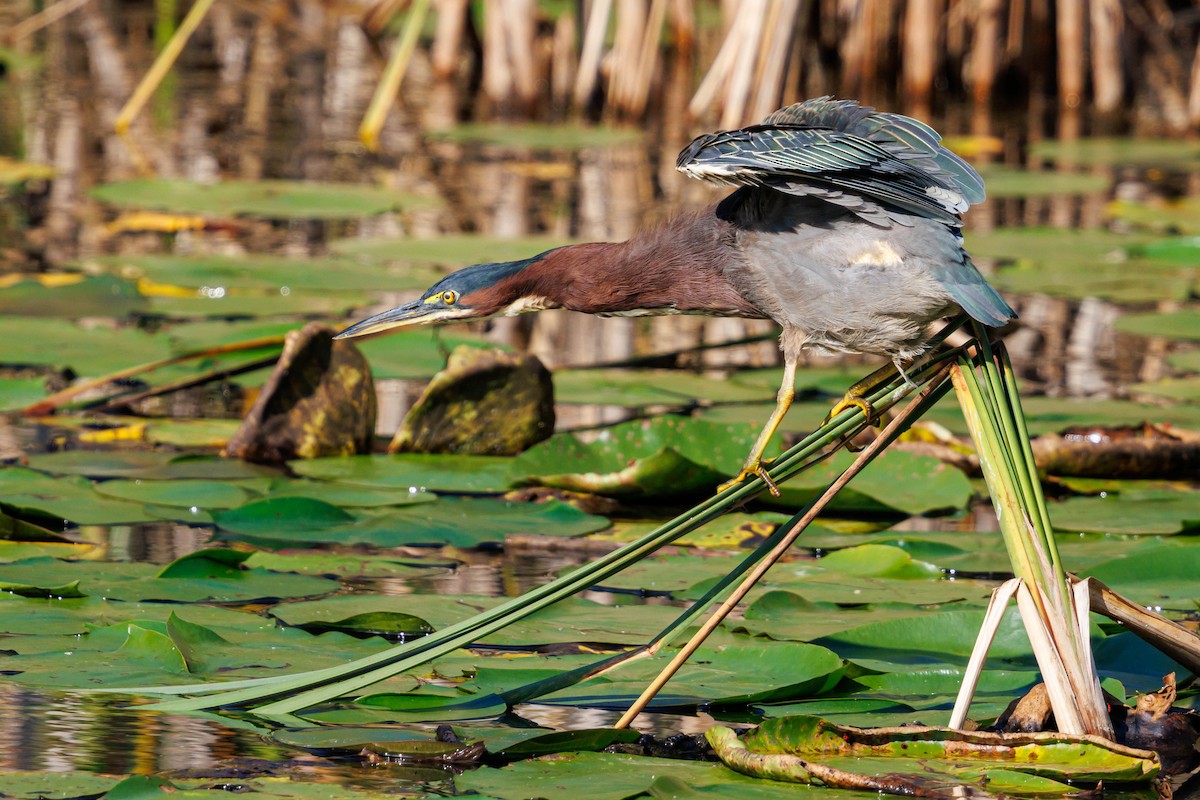 Green Heron - ML642230986