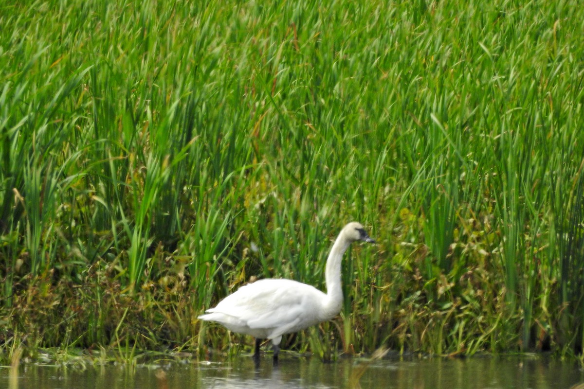 Tundra Swan - ML642230987
