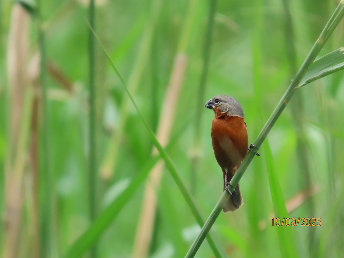 Ruddy-breasted Seedeater - ML642230988