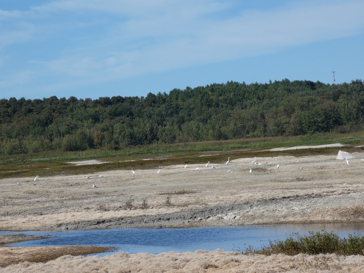 Great Egret - ML642230989