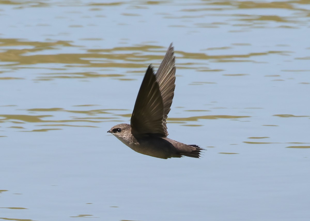 Vaux's Swift - ML642230990